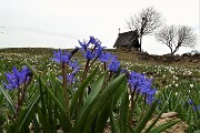 71 Scilla silvestre (scilla bifolia) con la cappella sullo sfondo